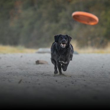 Foder til aktive hunde