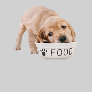 Hvalpe foder & tilskud