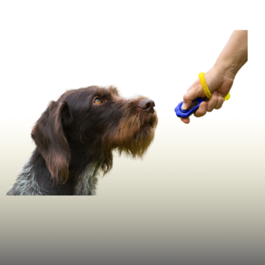 Hundetrænings udstyr