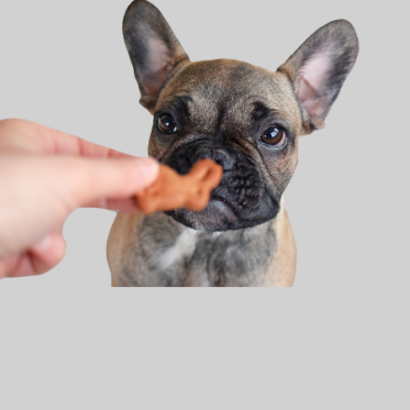 Hvalpe snacks & godbidder