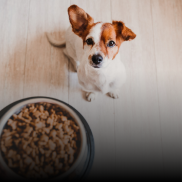 Kornfrit hundefoder
