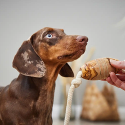 Olivi rugby med bomuldsreb, ca 36 cm
